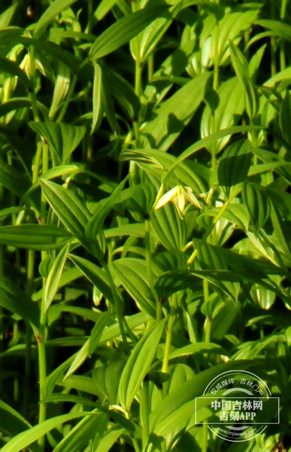 宝珠草植株.jpg
