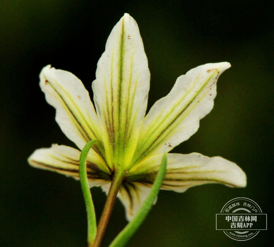 洼瓣花花（背）.jpg