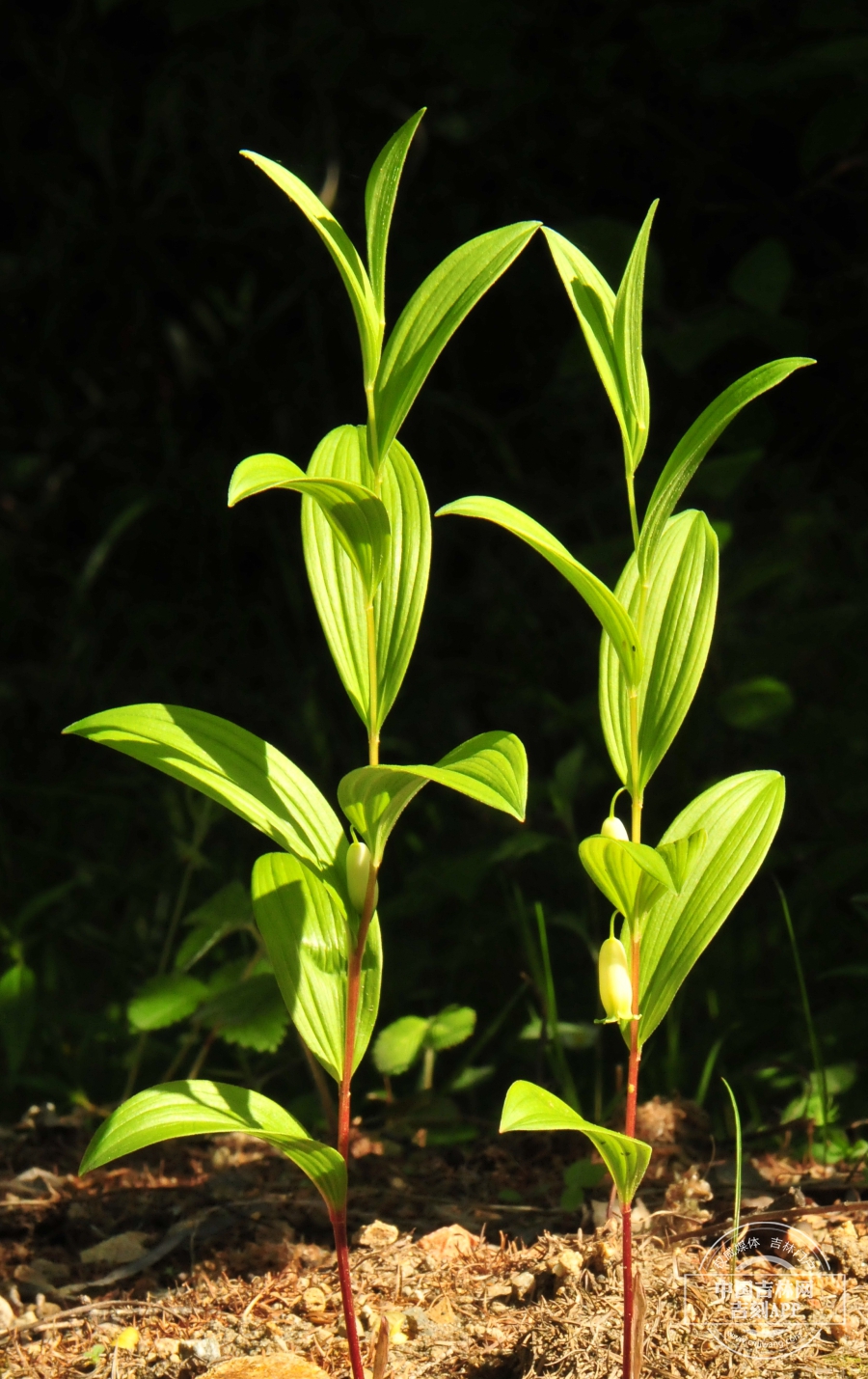 小玉竹植株.jpg