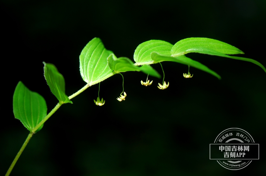 丝梗扭柄花植株.jpg