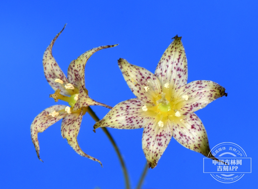 卵叶扭柄花花（淡紫色）.JPG