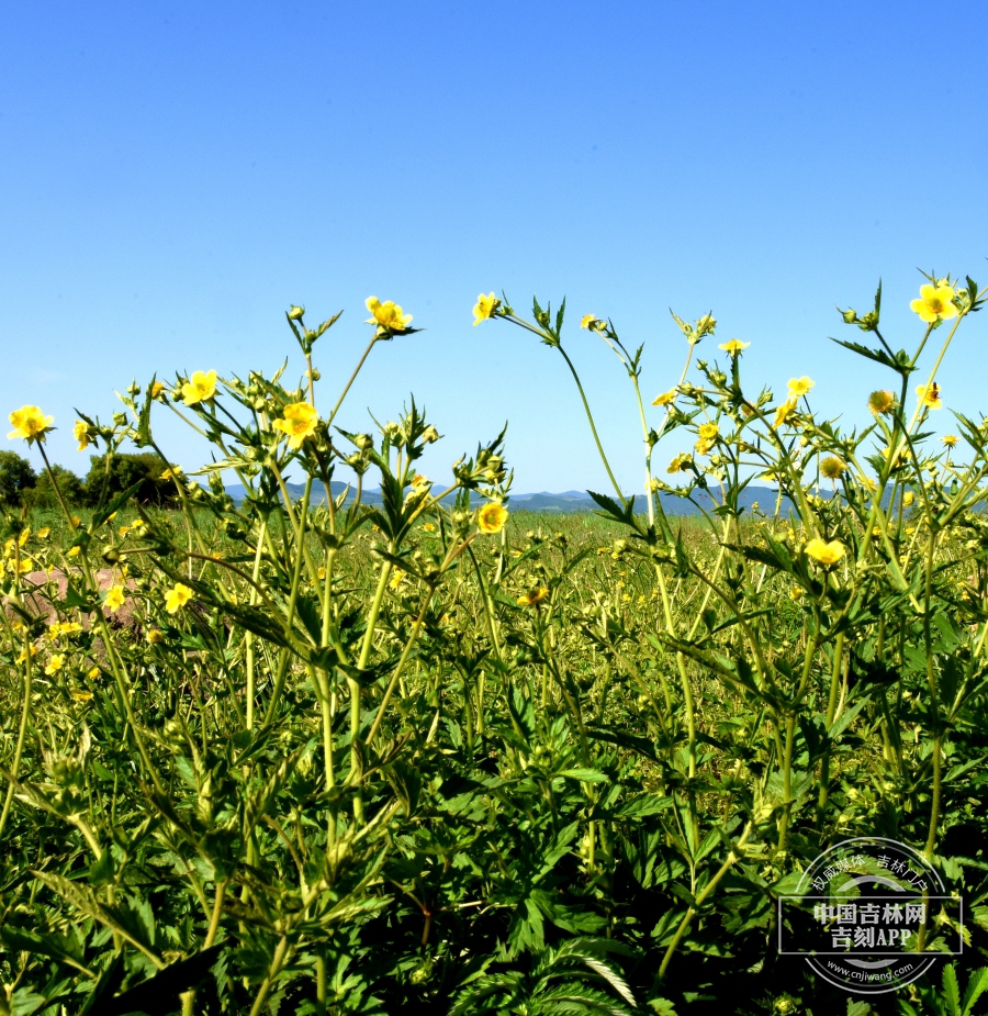 路边青景植株（花期）.jpg