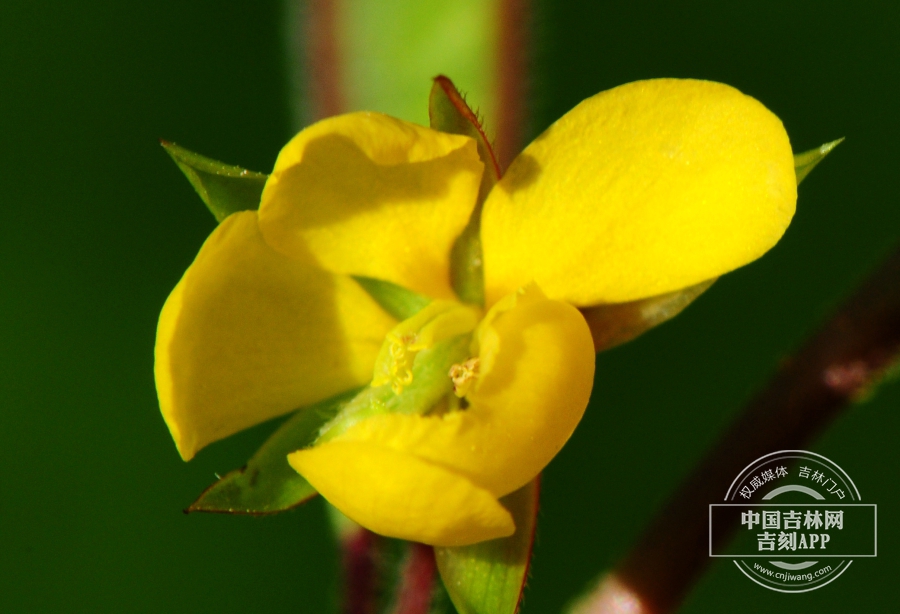 豆茶决明花.jpg