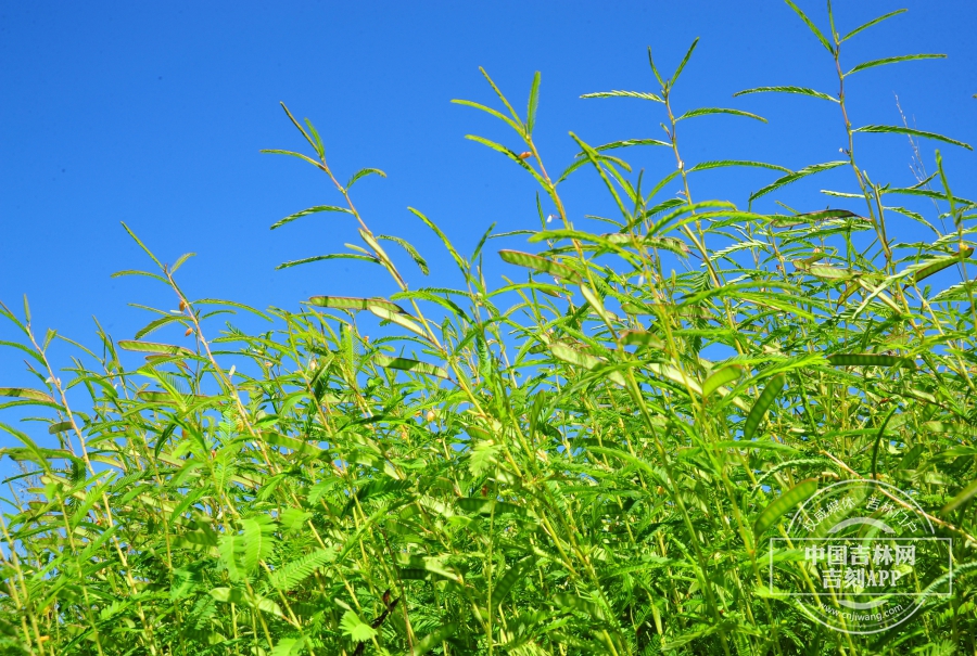 豆茶决明植株.jpg