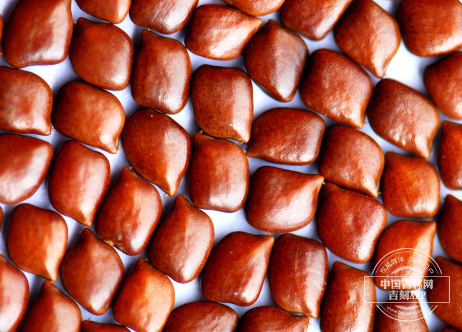 豆茶决明种子.JPG