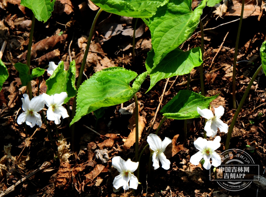 大叶堇菜植株（花期）.jpg