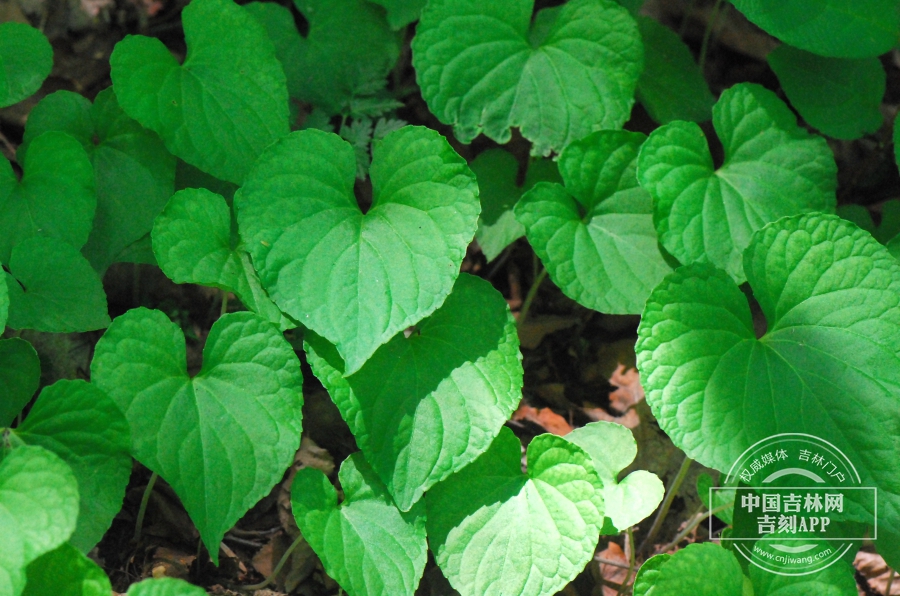 大叶堇菜植株（果期）.JPG