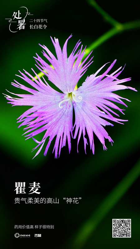 瞿麦_副本1.jpg