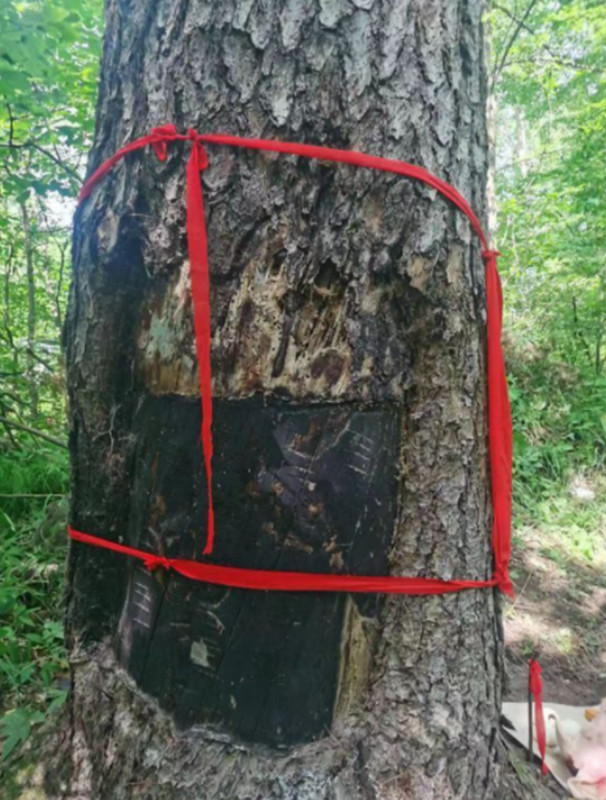 人参兆头_副本.jpg 人参兆头_副本.jpg