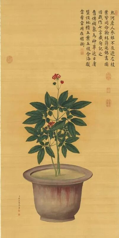 人参花_副本.jpg 人参花_副本.jpg