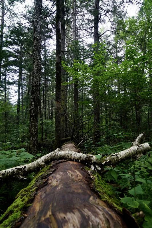 长白山原始森林_副本.jpg 长白山原始森林_副本.jpg