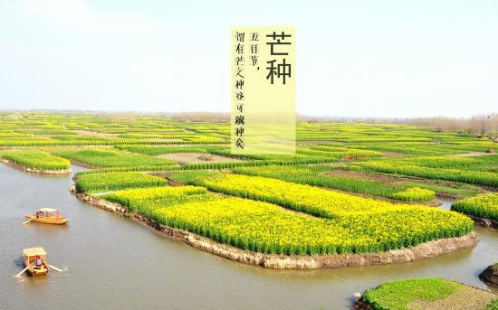 芒种.jpg