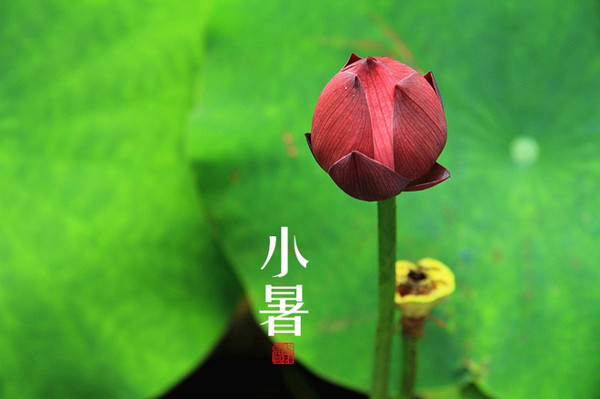 小暑00.jpg
