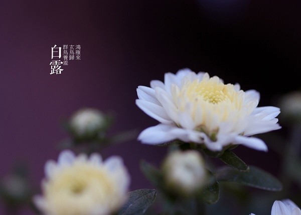 白露.jpeg