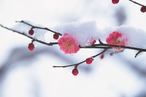 大雪1.png