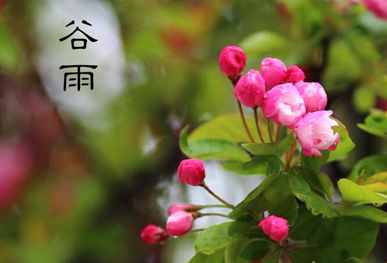 谷雨节气.png