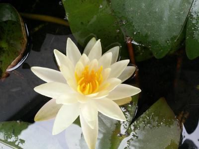 立夏:不留春脚步 不负夏时光