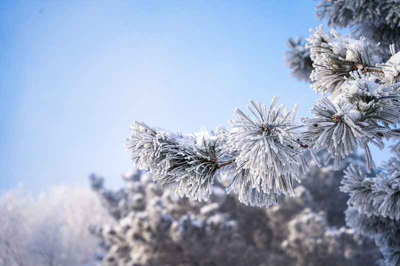 吉林雾凇_副本.jpg 吉林雾凇_副本.jpg