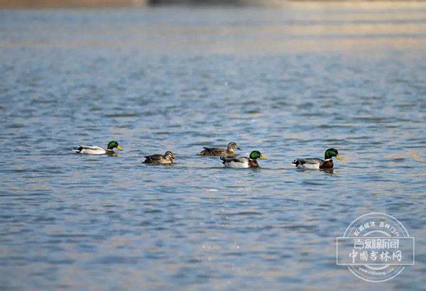 中华秋沙鸭_副本.jpg 中华秋沙鸭_副本.jpg