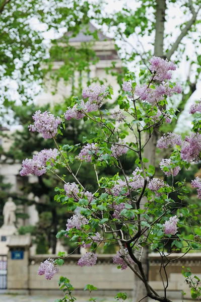 丁香_副本.jpg